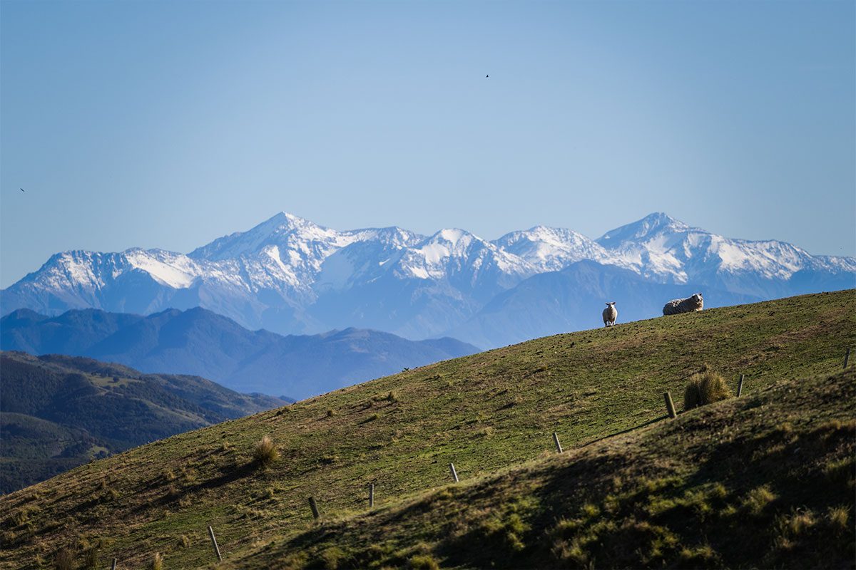 Lambs at Beltana