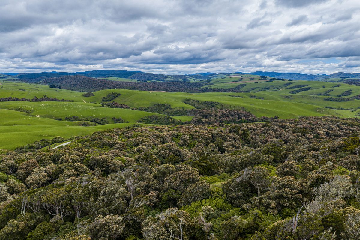 Beltana Farm Forest Biodiversity