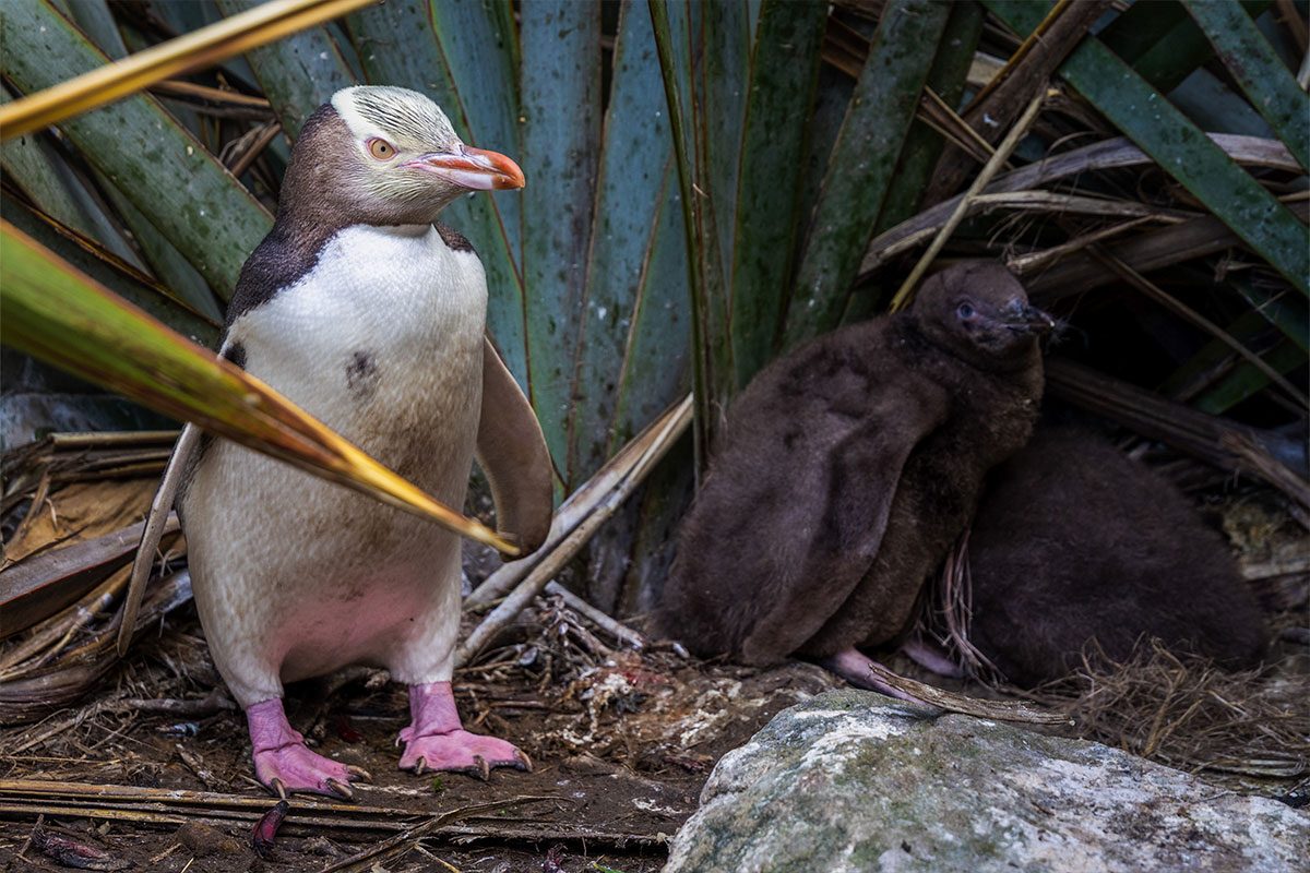 Yellow eyed penguin at Merryvale Farm