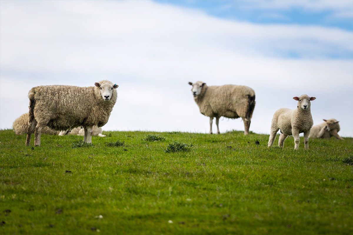 Lambs at Merryvale Farm