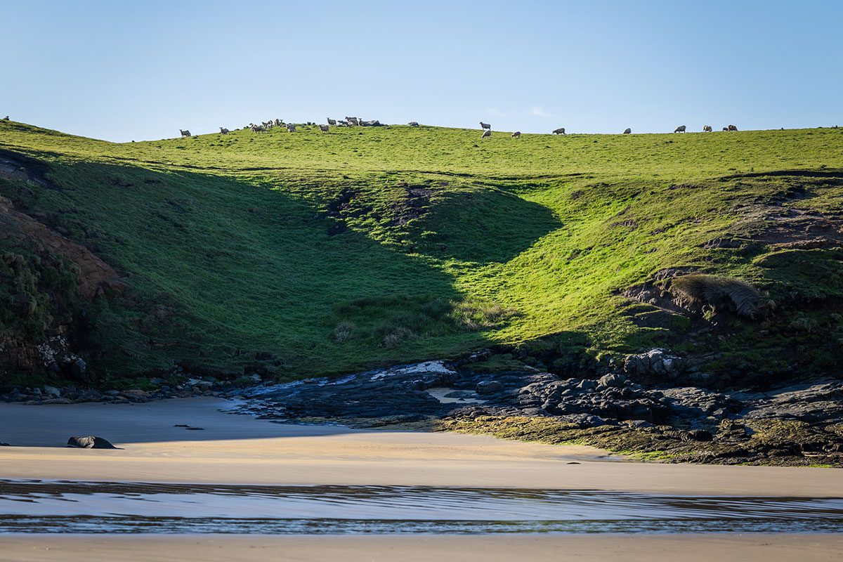 Sheep on the hill at Merryvale Farm